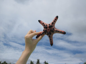 Trippin' to Bohol: starfish